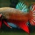 ครม.ไฟเขียว 'ปลากัดไทย' เป็นสัตว์น้ำประจำชาติ-ยอดส่งออกเเนวโน้มสูงขึ้น