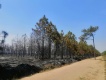 เผยภาพ"ภูกระดึง"หลังไฟป่าผ่านพ้น อุทยานฯระบุเที่ยวได้ตามปกติ