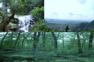 “พันธบัตรป่าไม้” แรงจูงใจฟื้นป่าสมดุล 30 ปี 20 ล้านไร่