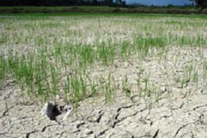 ก.เกษตรฯ คาดภัยแล้งทำพื้นที่เกษตรสูญ 1 ล้านไร่-เร่งขุดบ่อบาดาลบรรเทาเดือดร้อน