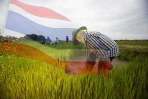 อนาคตข้าวไทย ไม่ได้อยู่ที่ประชานิยม “ต้องพัฒนาตั้งแต่ต้นน้ำถึงปลายน้ำ”