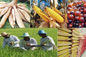 นักวิชาการแนะ “งานวิจัยเกษตร” จับโจทย์ใหม่ภัยพิบัติ