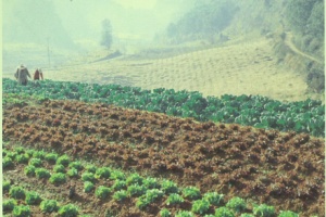 “แม่โจ้โพลล์” เผยปัญหาเกษตรกรโครงการหลวง สะท้อนภาพเกษตรกรรมไทย