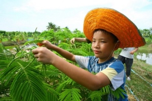 รัฐบาลตั้งเป้า 3 ปีไทยนำเกษตรอินทรีย์อาเซียน แต่ตลาดในประเทศแคบ