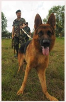 Four-legged bomb detector more effective than GT200?