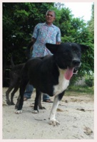 ปัตตานีทำฮือฮาจ่ายเงินเยียวยา "เจ้าตูม" หมาไทยใจกล้าช่วยครูถูกยิงจนตัวเองบาดเจ็บ