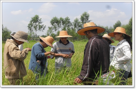ขณะชาวนาศกษาขาวในนา
