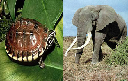 PIC-elephant-14-1-58 1