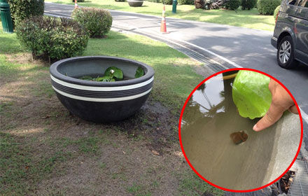 PIC angbua 24 1 60 1