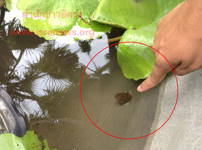 PIC อางบวแตก 1