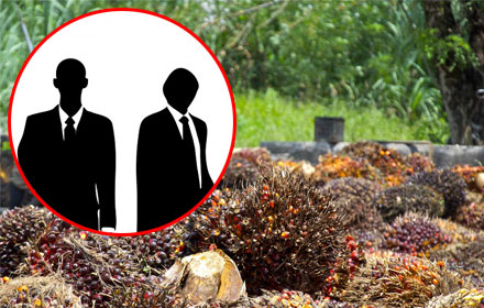 PIC palmindo 14 8 60 1