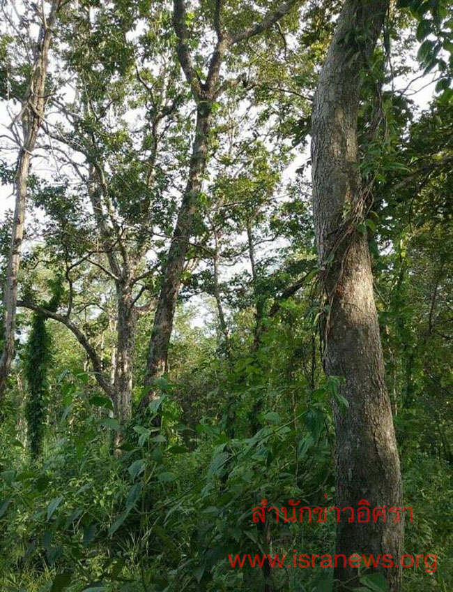 PIC ปาขอนแกน 3