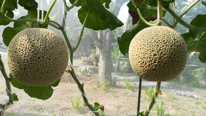 melon3