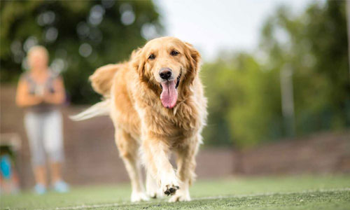 PIC dogdog 17 10 61 1