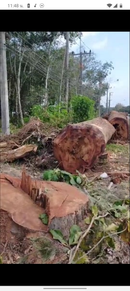 76726076 462225201087050 4981222260091125760 n