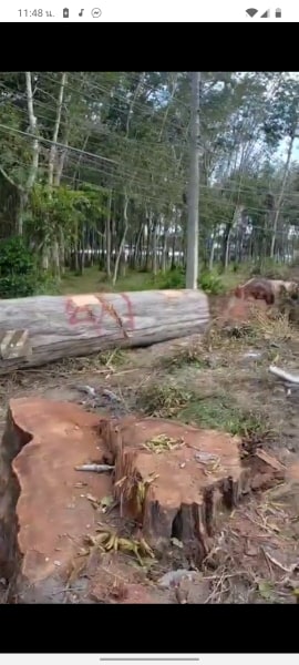 78034269 465064254126114 2673923256964087808 n