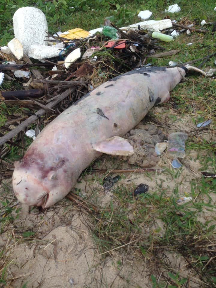 PIC โลมาสชมพ 1