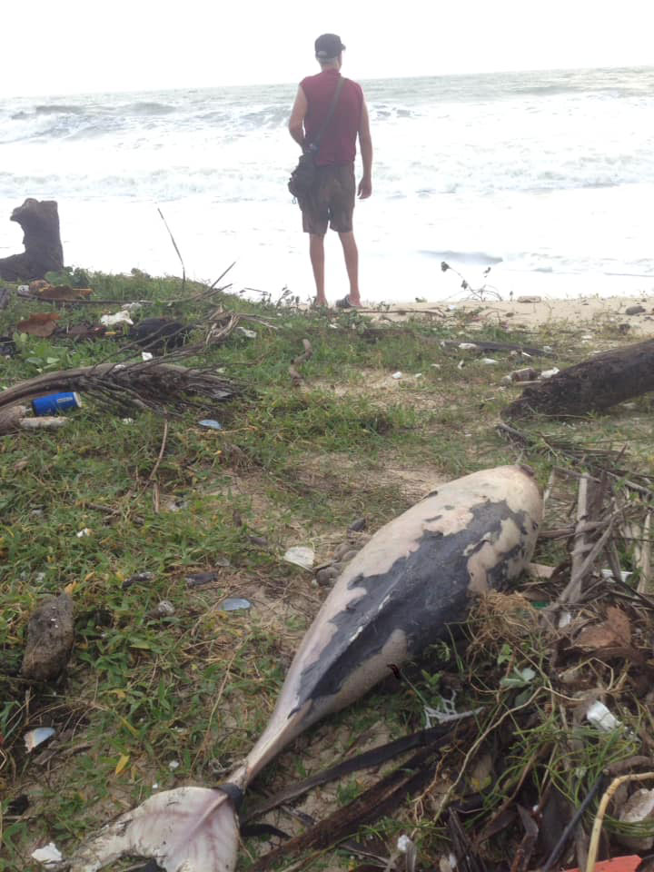 PIC โลมาสชมพ 2