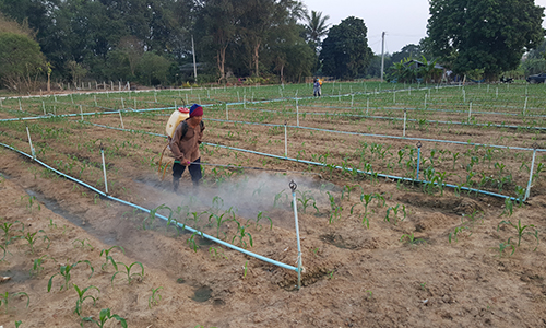 103062เกษตร