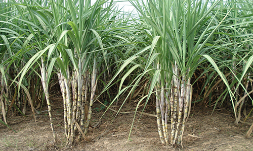 ก.เกษตร 091062