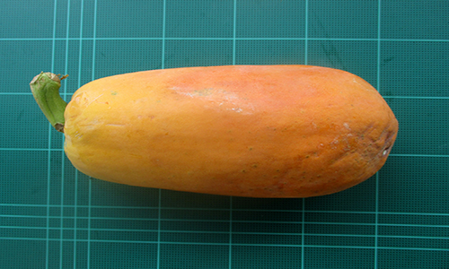 241219 papaya
