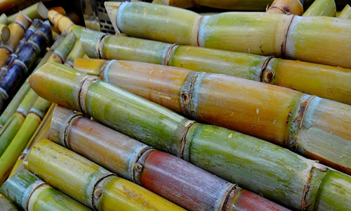 ออยนำตาล11