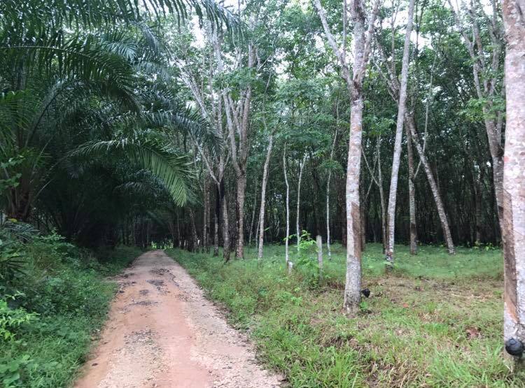 82310972 2421587621391805 7739849431842816000 n